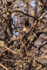 Pycnonotus nigricans