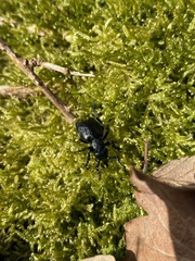 Meloe proscarabaeus