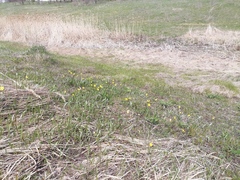Tulipa sylvestris biebersteiniana