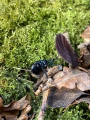 Meloe proscarabaeus