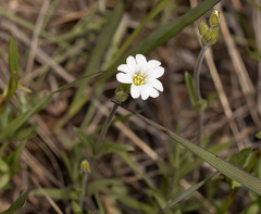Cerastium arvense