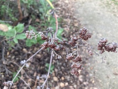 Eriogonum giganteum