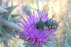 Anthidium septemspinosum