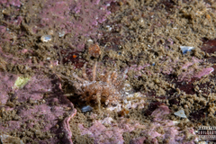 Eubranchus vittatus