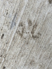 Didelphis virginiana