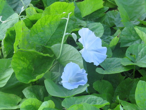 Ipomoea indica observed 2023-02-12