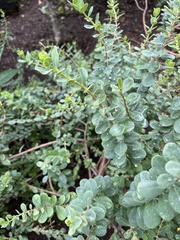 Wikstroemia uva-ursi