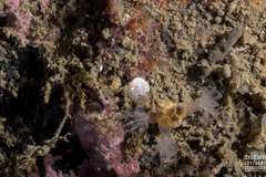 Diaphorodoris luteocincta