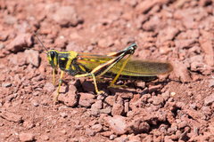 Schistocerca melanocera