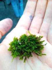 Orthotrichum anomalum