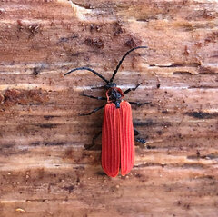 Dictyoptera aurora