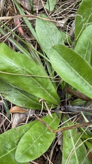 Hieracium megacephalon