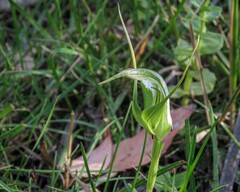 Pterostylis falcata