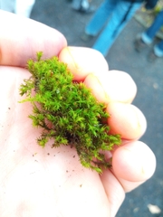 Orthotrichum anomalum