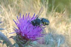 Anthidium septemspinosum