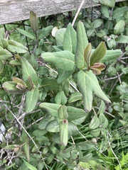 Lonicera hispidula