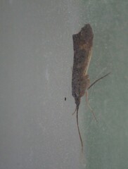 Nemotaulius hostilis