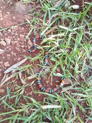 Micrurus altirostris