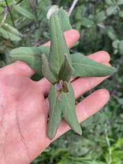 Lonicera hispidula