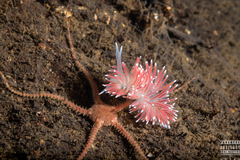 Carronella pellucida