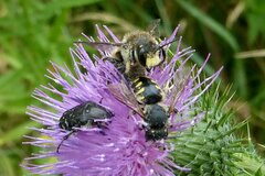 Anthidium septemspinosum
