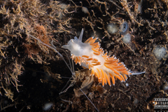 Coryphella borealis