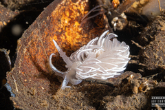 Favorinus blianus