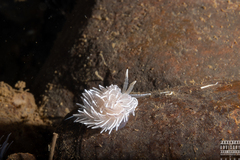 Favorinus blianus
