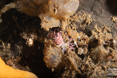 Carronella pellucida