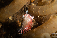 Carronella pellucida