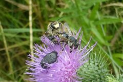 Anthidium septemspinosum