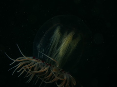 Polyorchis penicillatus