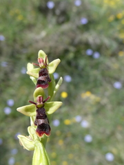 Ophrys insectifera subinsectifera