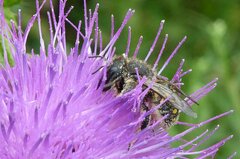 Anthidium septemspinosum