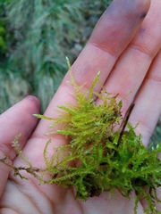 Cirriphyllum
