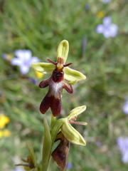 Ophrys insectifera subinsectifera