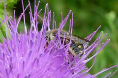 Anthidium septemspinosum