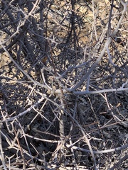 Acer monspessulanum