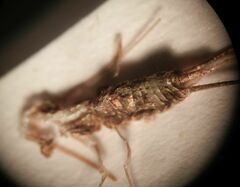 Petrobius brevistylis