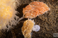 Facelina bostoniensis