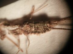 Petrobius brevistylis