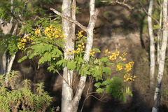 Senna pistaciifolia