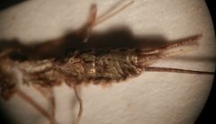 Petrobius brevistylis