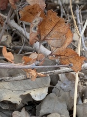 Acer monspessulanum