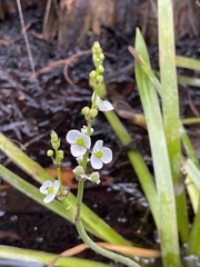 Sagittaria graminea