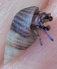 Clibanarius tricolor