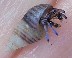 Clibanarius tricolor