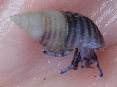 Clibanarius tricolor