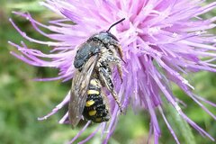 Anthidium septemspinosum