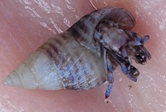 Clibanarius tricolor